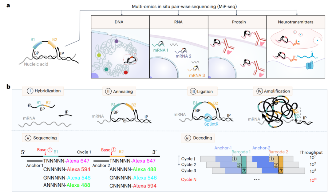 Nature Biomedical Engineering|beat365在线体育官网团队合作开发新型空间组学技术MiP-seq