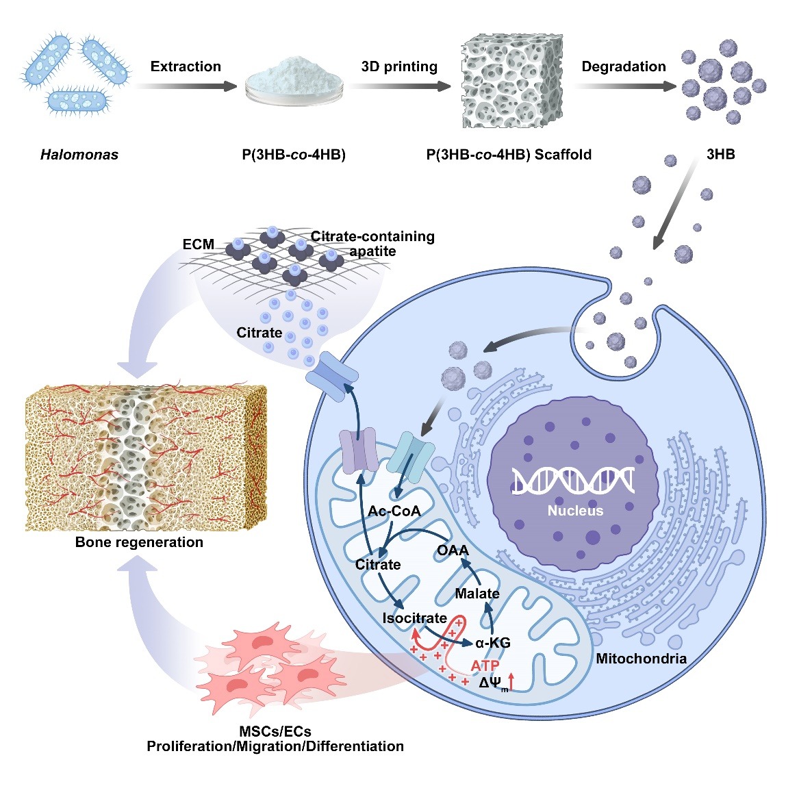 Trends in Biotechnology | 基于再生代谢微环境的适配MAM材料设计和研发转化